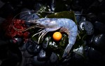 OBSIBLUE_crevette_ble_9556b.jpg